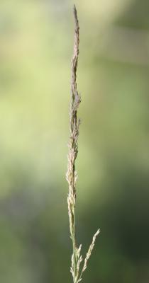 Agrostide stolonifère Agrostis stolonifera L., 1753