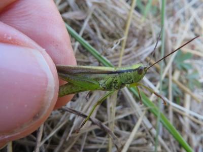 Criquet des Roseaux, Parapleure alliacé Mecostethus parapleurus (Hagenbach, 1822)
