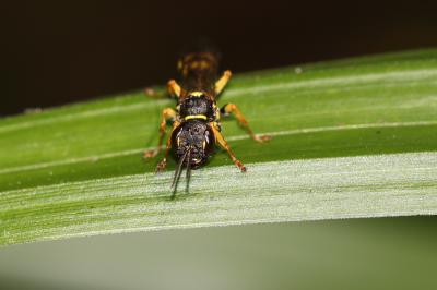  Mellinus arvensis (Linnaeus, 1758)