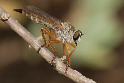  Aneomochtherus flavicornis (Ruthe, 1831)