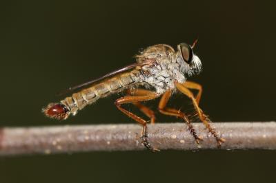  Aneomochtherus flavicornis (Ruthe, 1831)