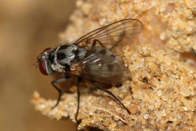  Limnophora tigrina (Am Stein, 1860)