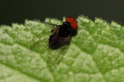  Platypezidae 