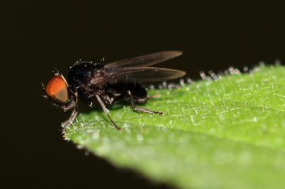  Platypezidae 