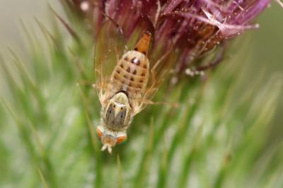  Terellia serratulae (Linnaeus, 1758)