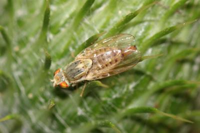  Terellia serratulae (Linnaeus, 1758)