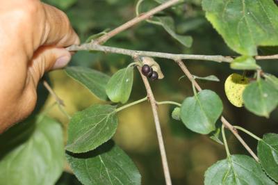 Nerprun purgatif Rhamnus cathartica L., 1753