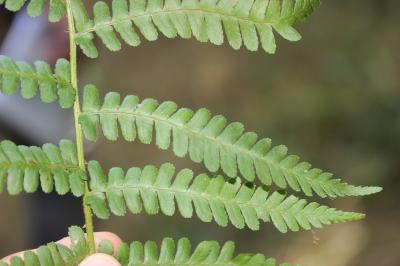 Fougère mâle Dryopteris filix-mas (L.) Schott, 1834
