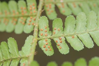 Fougère mâle Dryopteris filix-mas (L.) Schott, 1834