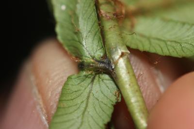 Dryoptéris écailleux, Fausse Fougère mâle Dryopteris affinis (Lowe) Fraser-Jenk., 1979