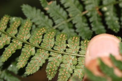 Dryoptéris dilaté, Fougère dilatée Dryopteris dilatata (Hoffm.) A.Gray, 1848