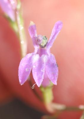 Lobélie brûlante Lobelia urens L., 1753