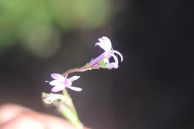 Lobélie brûlante Lobelia urens L., 1753