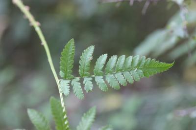 Dryoptéris des chartreux , Fougère spinuleuse Dryopteris carthusiana (Vill.) H.P.Fuchs, 1959