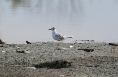 Mouette pygmée Hydrocoloeus minutus (Pallas, 1776)
