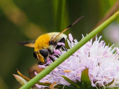  Sericomyia superbiens (Müller, 1776)