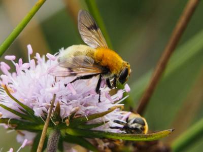  Sericomyia superbiens (Müller, 1776)