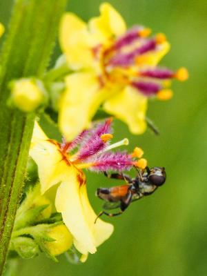  Syritta pipiens (Linnaeus, 1758)
