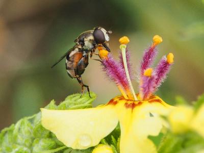  Syritta pipiens (Linnaeus, 1758)