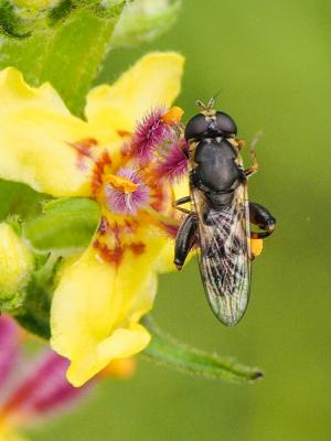  Syritta pipiens (Linnaeus, 1758)