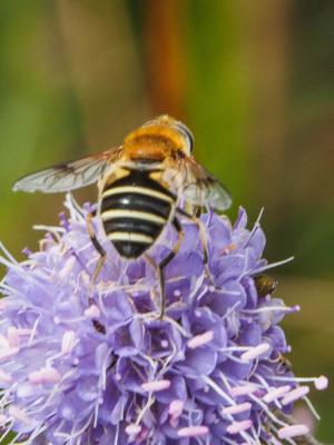  Eristalis jugorum Egger, 1858