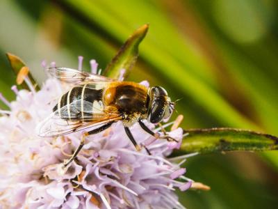  Eristalis jugorum Egger, 1858