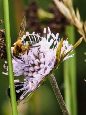  Eristalis jugorum Egger, 1858