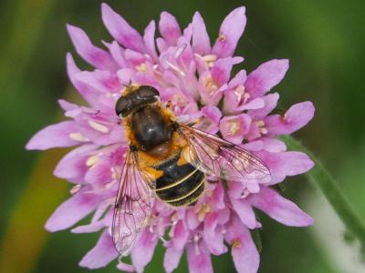  Eristalis jugorum Egger, 1858