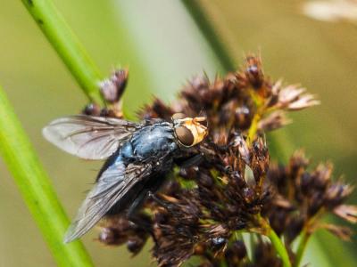  Cynomya mortuorum (Linnaeus, 1760)