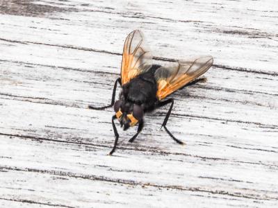  Mesembrina meridiana (Linnaeus, 1758)