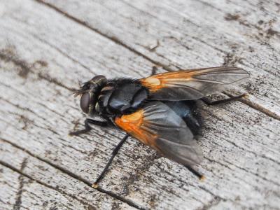  Mesembrina meridiana (Linnaeus, 1758)