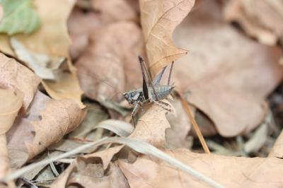 Decticelle varoise Rhacocleis poneli Harz & Voisin, 1987