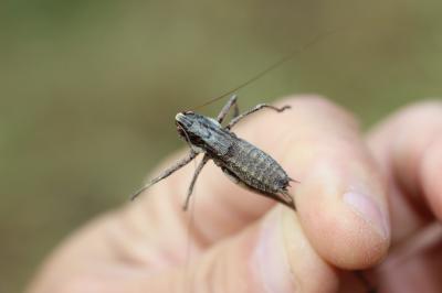 Decticelle varoise Rhacocleis poneli Harz & Voisin, 1987