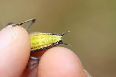 Decticelle varoise Rhacocleis poneli Harz & Voisin, 1987