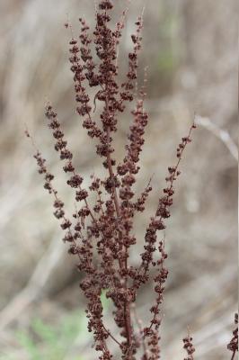 Patience crépue, Oseille crépue Rumex crispus L., 1753