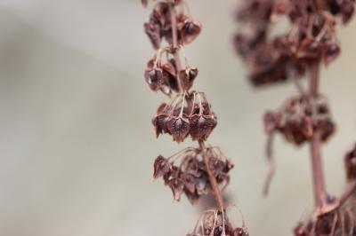 Patience crépue, Oseille crépue Rumex crispus L., 1753
