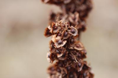 Patience à crêtes, Rumex à crêtes Rumex cristatus DC., 1813
