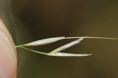 Plumet faux brome, Stipe faux Brome Achnatherum bromoides (L.) P.Beauv., 1812