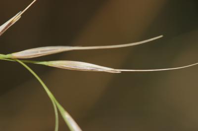 Plumet faux brome, Stipe faux Brome Achnatherum bromoides (L.) P.Beauv., 1812