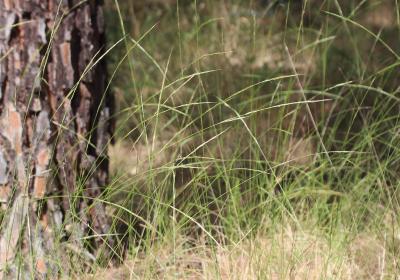 Plumet faux brome, Stipe faux Brome Achnatherum bromoides (L.) P.Beauv., 1812