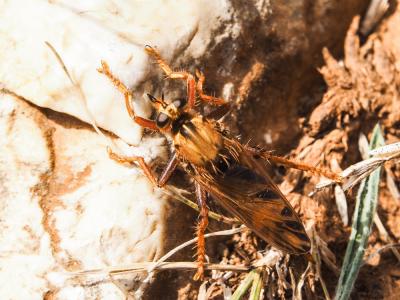 Asile frelon, Asilide frelon Asilus crabroniformis Linnaeus, 1758