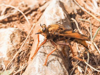 Asile frelon, Asilide frelon Asilus crabroniformis Linnaeus, 1758