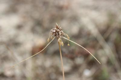 Ail maraîcher, Ail des endroits cultivés Allium oleraceum L., 1753