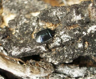 Punaise verte bleuâtre  Zicrona caerulea (Linnaeus, 1758)