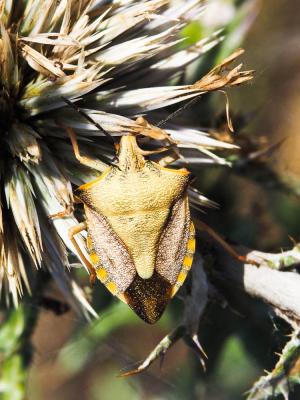  Carpocoris mediterraneus Tamanini, 1959