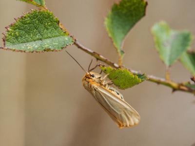 Ecaille striée (L') Spiris striata (Linnaeus, 1758)