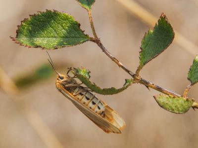 Ecaille striée (L') Spiris striata (Linnaeus, 1758)