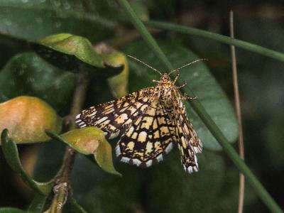 Réseau (Le), Géomètre à barreaux (La) Chiasmia clathrata (Linnaeus, 1758)