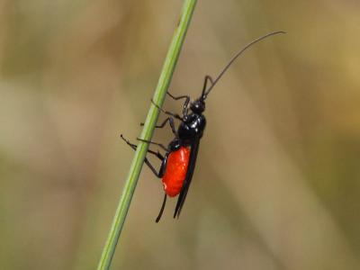  Braconidae Nees, 1811