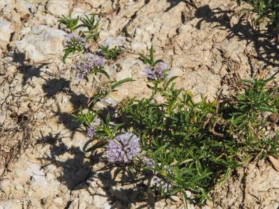 Menthe des cerfs Mentha cervina L., 1753